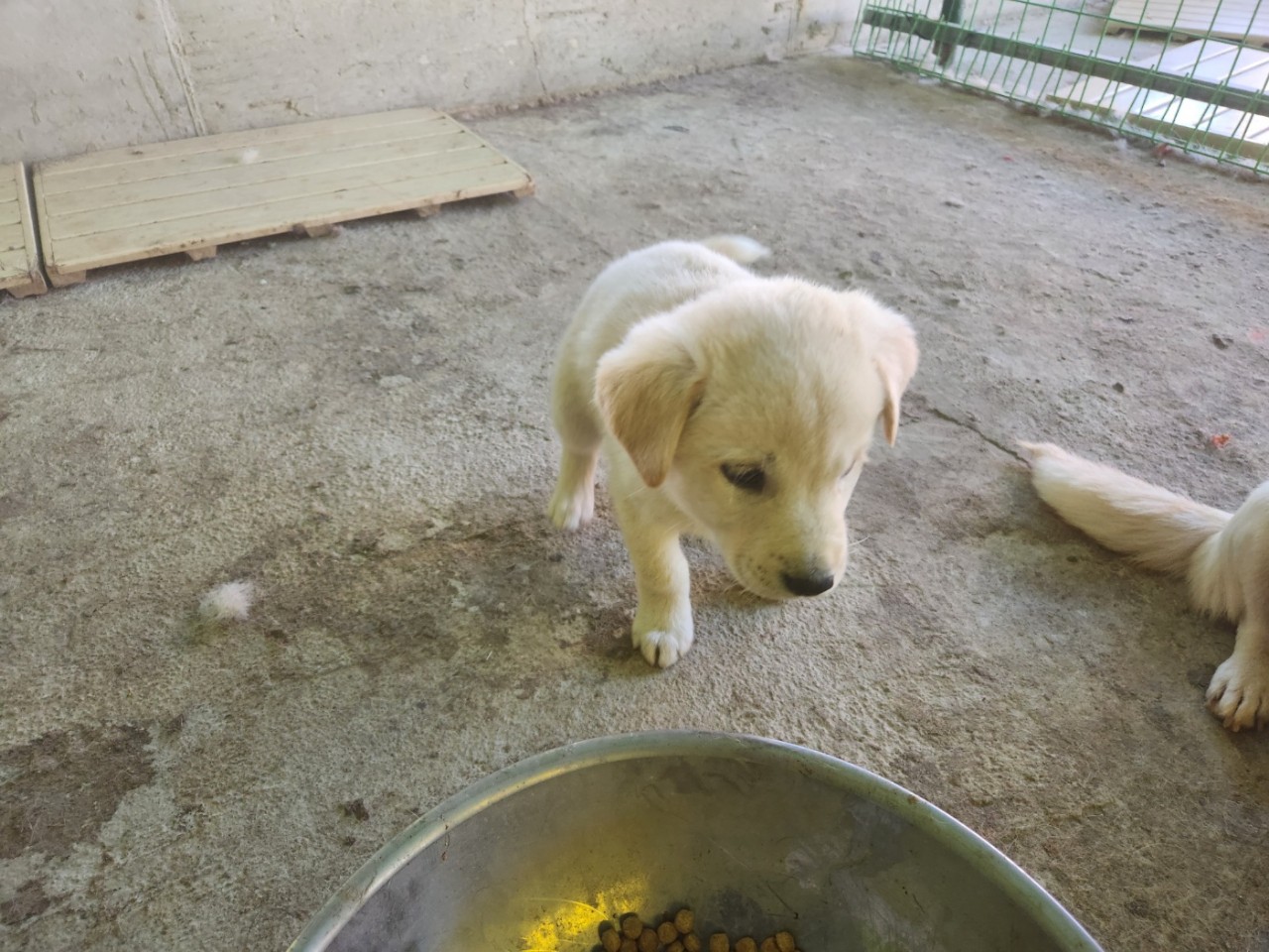 장성군동물보호센터_446498202400349